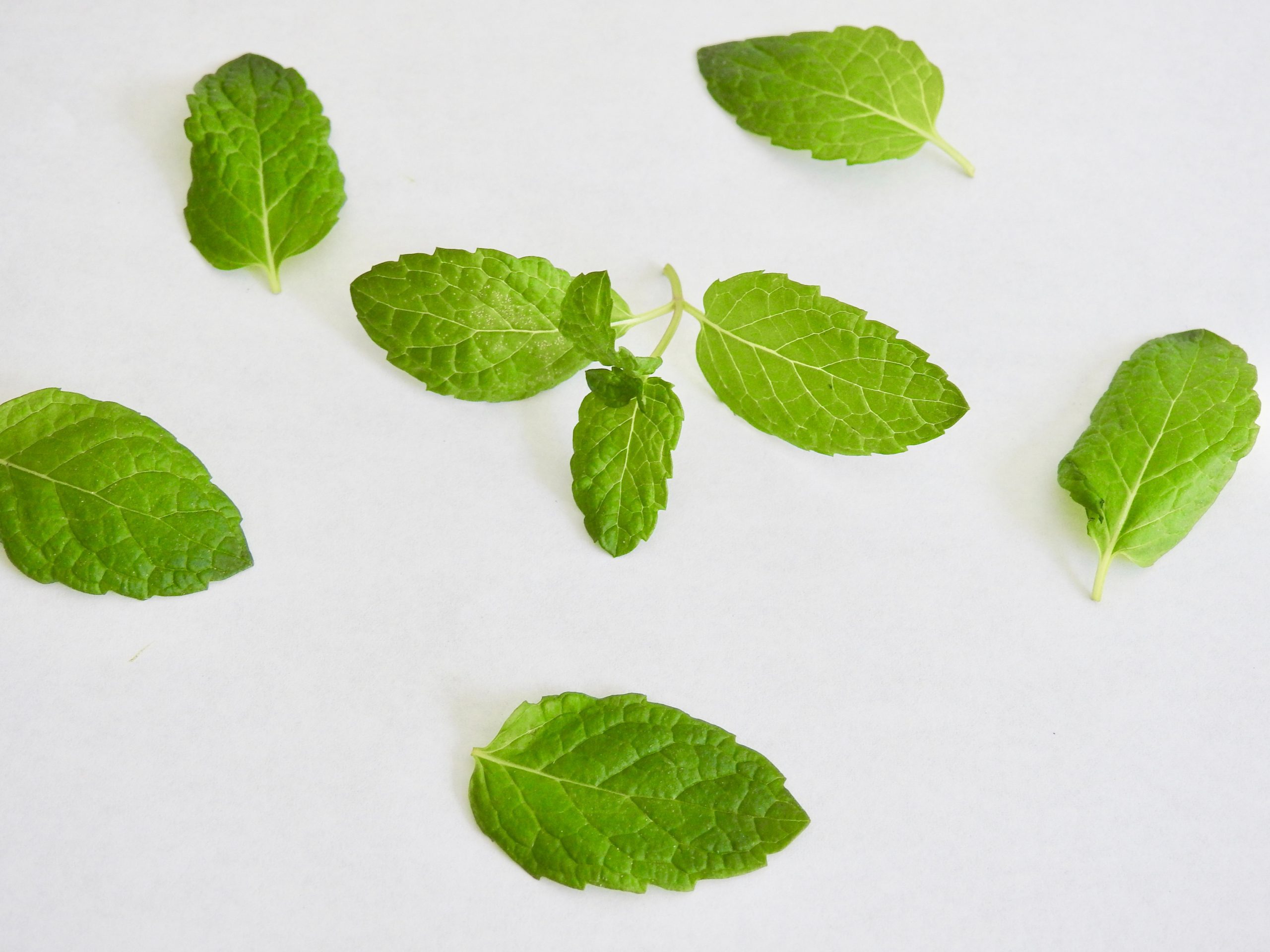 Quelques feuilles de menthe vertes sont présentées sur un fond blanc
